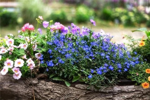 露臺和院子中少不了的9種多年生花卉