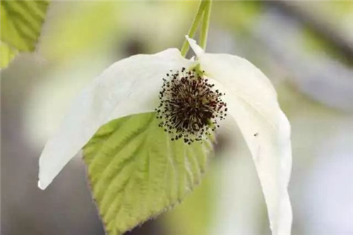 植物界的大熊貓——珙桐