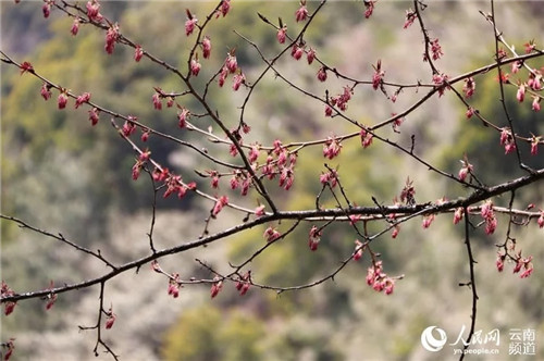 云南大理發現瀕危野生植物領春木