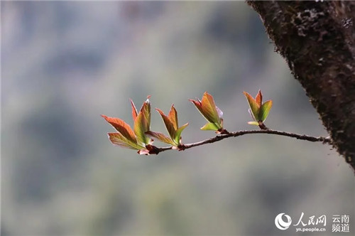 云南大理發現瀕危野生植物領春木