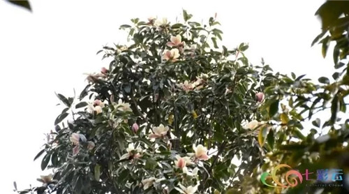 發現大理云龍縣發現國家珍稀瀕危保護植物