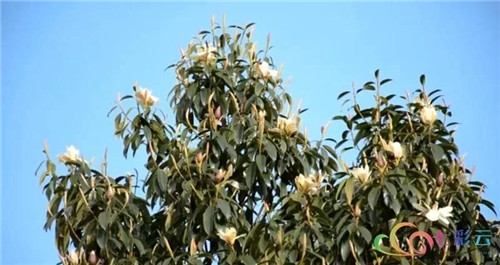 發現大理云龍縣發現國家珍稀瀕危保護植物