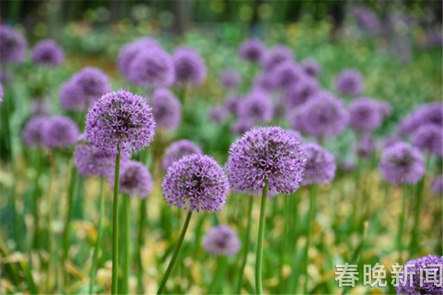 蔥花綻放昆明植物園！這么美的“廚房三寶”
