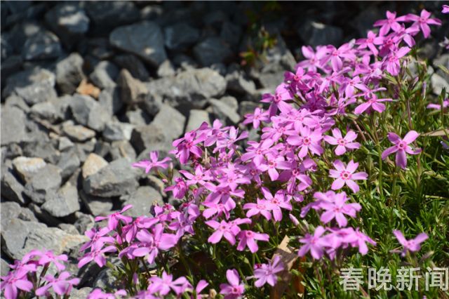 蔥花綻放昆明植物園！這么美的“廚房三寶”
