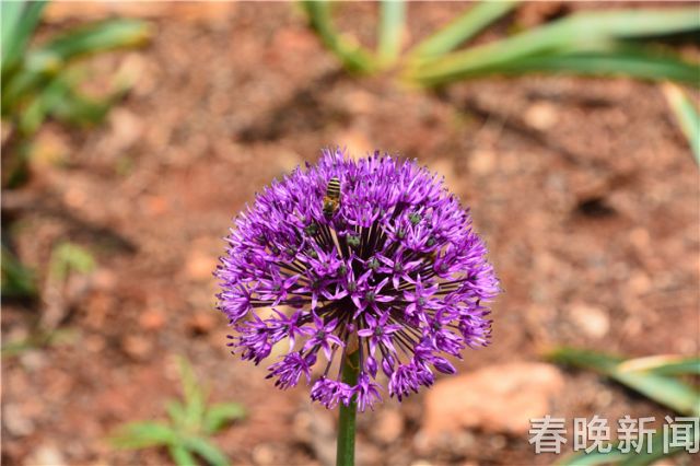 蔥花綻放昆明植物園！這么美的“廚房三寶”
