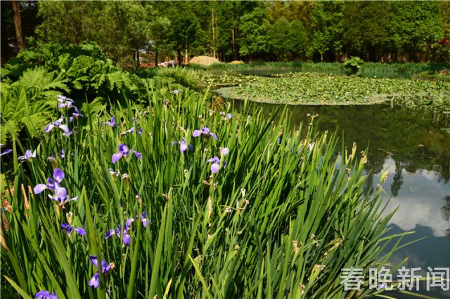 蔥花綻放昆明植物園！這么美的“廚房三寶”