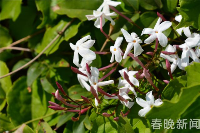 蔥花綻放昆明植物園！這么美的“廚房三寶”