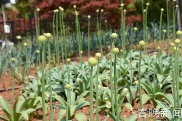 蔥花綻放昆明植物園！這么美的“廚房三寶”
