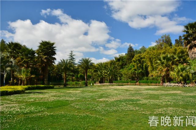 蔥花綻放昆明植物園！這么美的“廚房三寶”