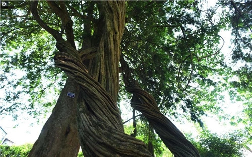 大自然創造的神奇古樹
