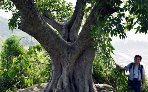大自然創造的神奇古樹
