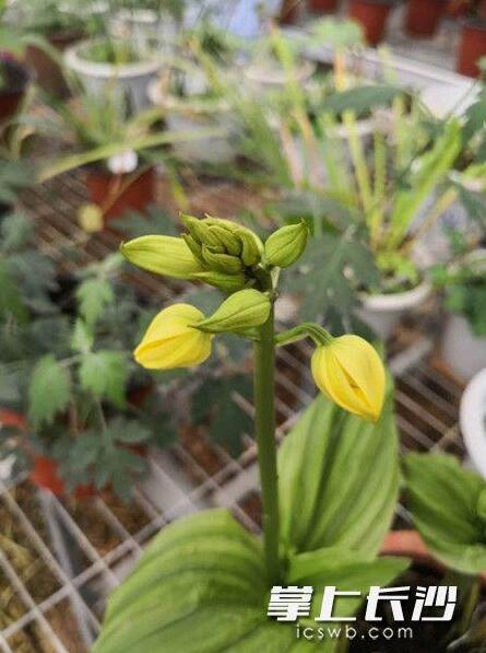 湖南省植物園一珍貴蘭花品種開花了