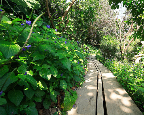 叢林中廢棄農舍改造而成的自然住宅