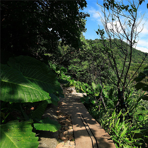 叢林中廢棄農舍改造而成的自然住宅