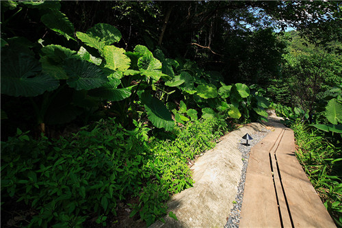 叢林中廢棄農舍改造而成的自然住宅