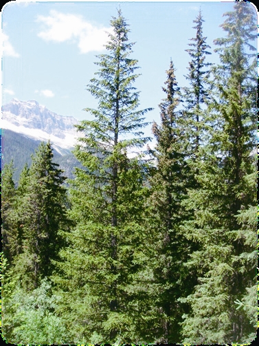 加拿大的國家公園與生態保育