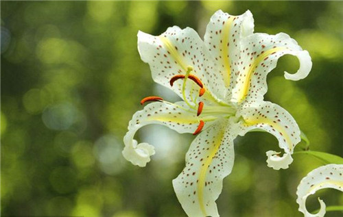 這5種清香花卉你要養,開花了,比香水還香!