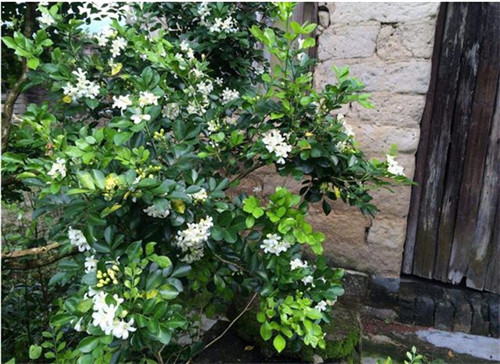 這5種清香花卉你要養,開花了,比香水還香!