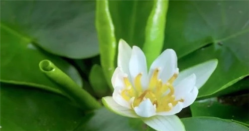 村民為了方便洗衣服差點沒絕了珍貴植物