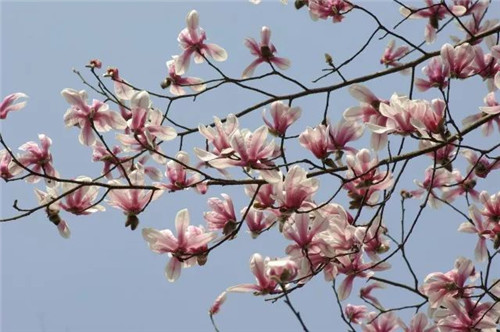 珍稀瀕危植物的多樣性與保護