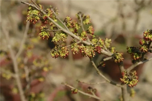 珍稀瀕危植物的多樣性與保護
