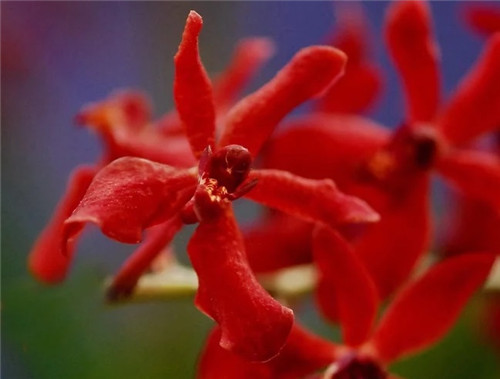 遠看似烈火,珍稀瀕危植物火焰蘭