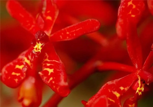 遠看似烈火,珍稀瀕危植物火焰蘭