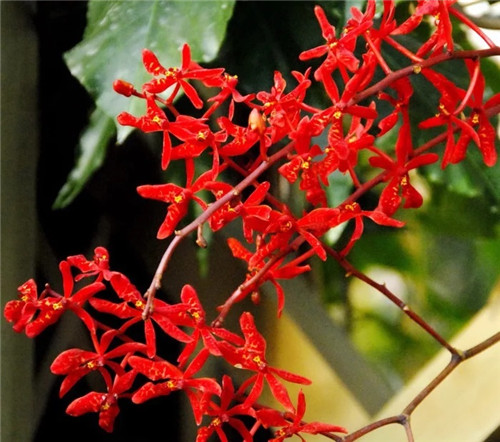 遠看似烈火,珍稀瀕危植物火焰蘭