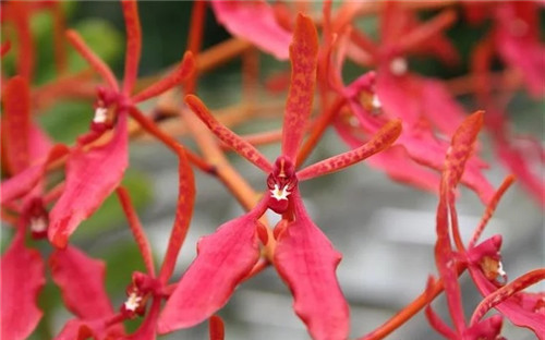 遠看似烈火,珍稀瀕危植物火焰蘭