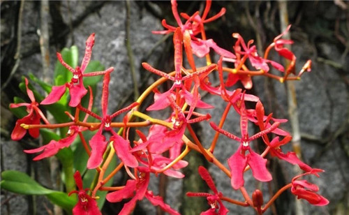 遠看似烈火,珍稀瀕危植物火焰蘭