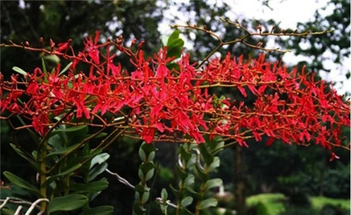 遠看似烈火,珍稀瀕危植物火焰蘭
