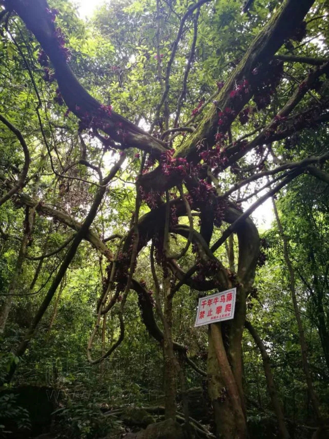 千年牛馬藤古樹盛開奇特紫花