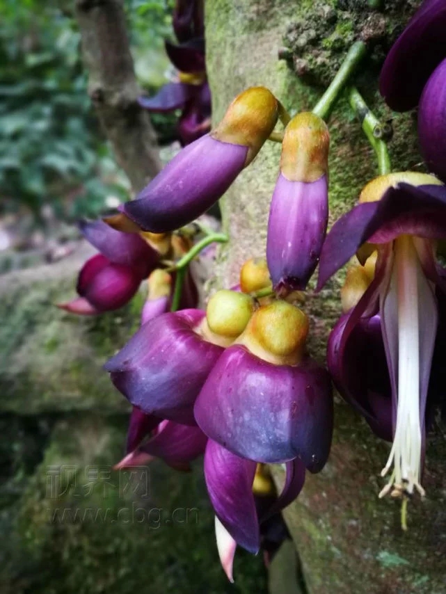 千年牛馬藤古樹盛開奇特紫花