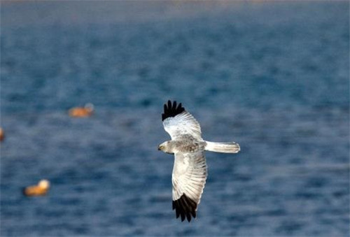 強化科技支撐 呵護(hù)生物多樣性