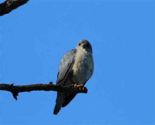 強化科技支撐 呵護(hù)生物多樣性