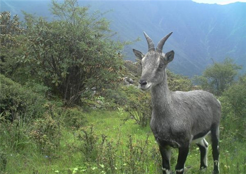 強化科技支撐 呵護(hù)生物多樣性