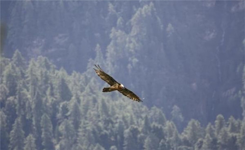 強化科技支撐 呵護(hù)生物多樣性