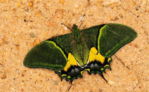 強化科技支撐 呵護(hù)生物多樣性