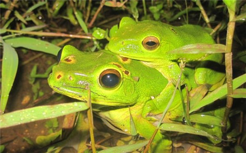 強化科技支撐 呵護(hù)生物多樣性