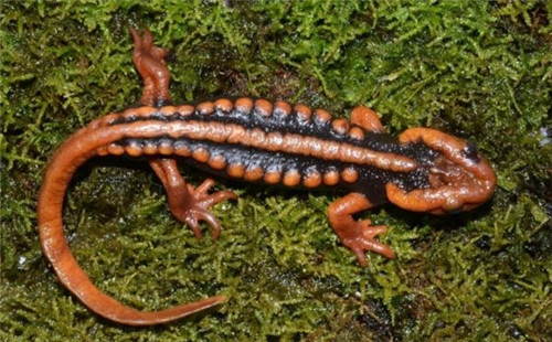 強化科技支撐 呵護(hù)生物多樣性