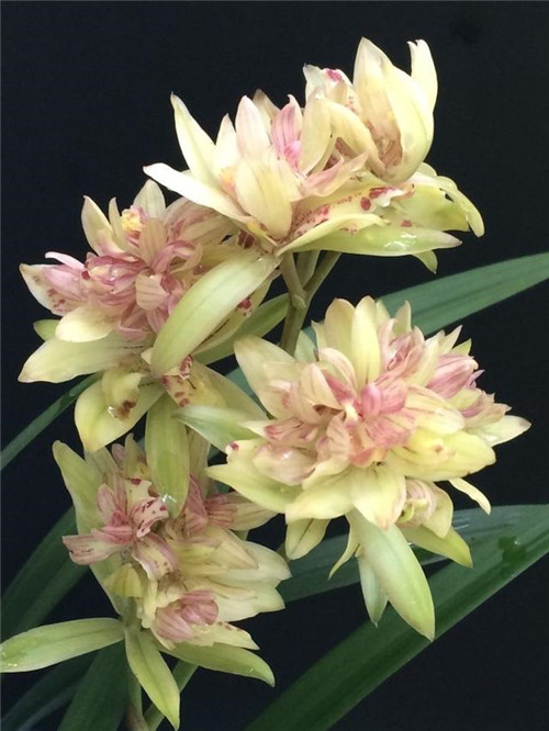 喜歡香味花卉的選它準(zhǔn)沒(méi)錯(cuò),比較好養(yǎng)