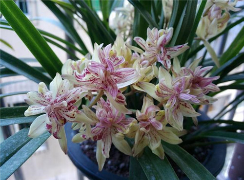 喜歡香味花卉的選它準(zhǔn)沒(méi)錯(cuò),比較好養(yǎng)