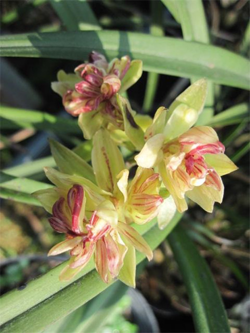 喜歡香味花卉的選它準(zhǔn)沒(méi)錯(cuò),比較好養(yǎng)