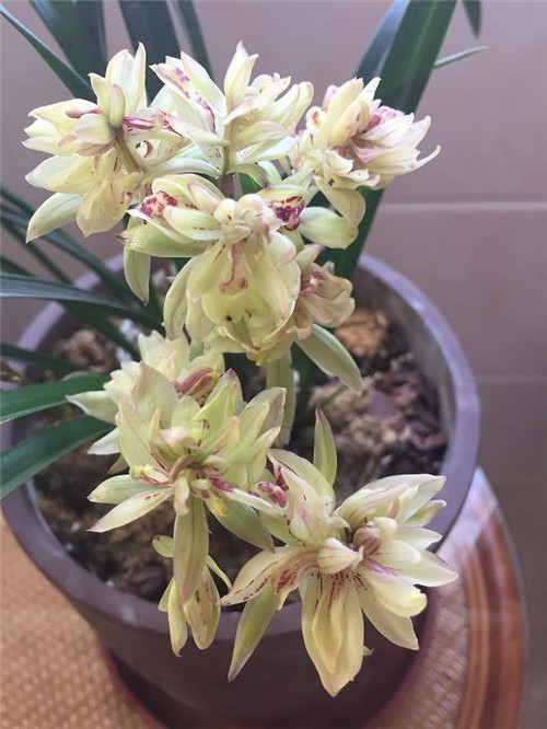 喜歡香味花卉的選它準(zhǔn)沒(méi)錯(cuò),比較好養(yǎng)