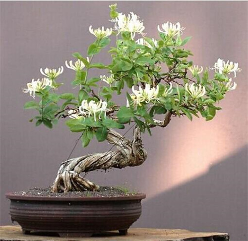 這花卉種庭院美哭了，清香撲面，花瓣搖曳