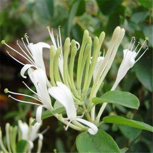 這花卉種庭院美哭了，清香撲面，花瓣搖曳