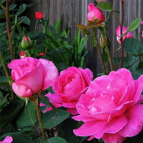 這花卉種庭院美哭了，清香撲面，花瓣搖曳