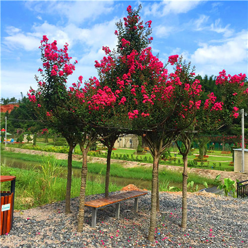 這花卉種庭院美哭了，清香撲面，花瓣搖曳