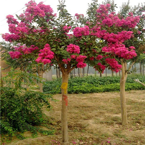 這花卉種庭院美哭了，清香撲面，花瓣搖曳