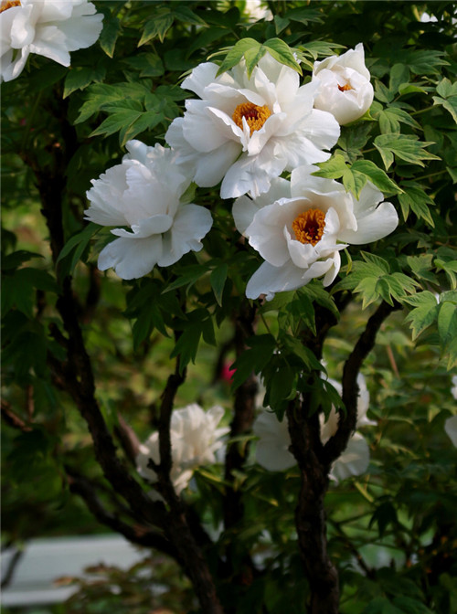 這花卉種庭院美哭了，清香撲面，花瓣搖曳